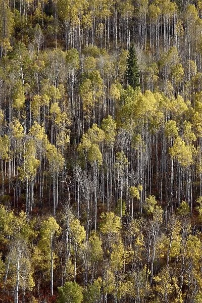 Yellow aspens in the fall, Wasatch-Cache National Forest, Utah, United States of America, North America