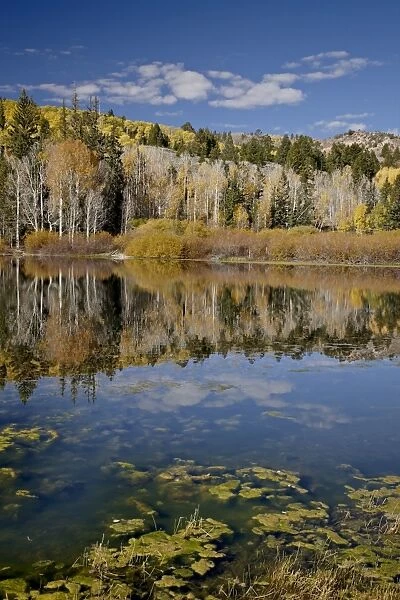 Yellow aspens reflected in Round Lake in the fall, Fishlake National Forest