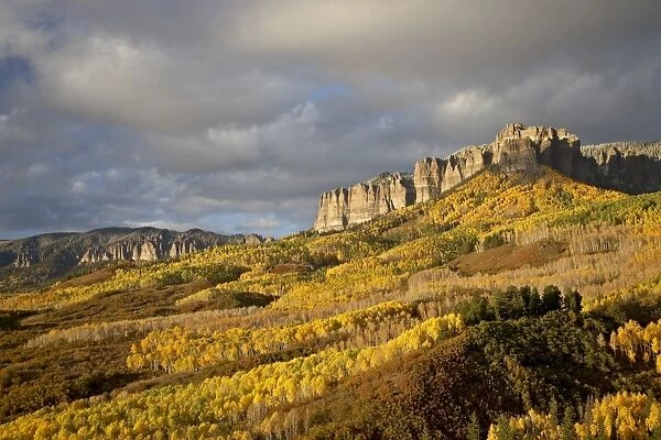 Yellow aspens, Uncompahgre National Forest, Colorado, United States of America