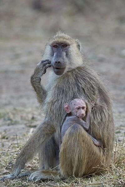 Yellow baboon mother and days-old infant, Ruaha National Park, Tanzania, East Africa