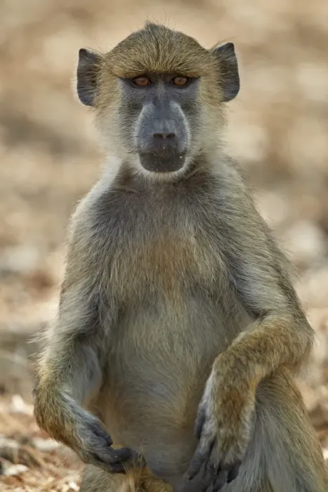 Framed Print : Yellow baboon (Papio cynocephalus), Selous Game Reserve, Tanzania, East Africa, Africa Framed Print : Yellow baboon (Papio cynocephalus), Selous Game Reserve, Tanzania, East Africa, Africa