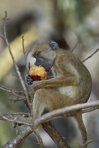 Yellow baboon (Papio cynocephalus) juvenile eating a duom palm fruit, Selous Game Reserve