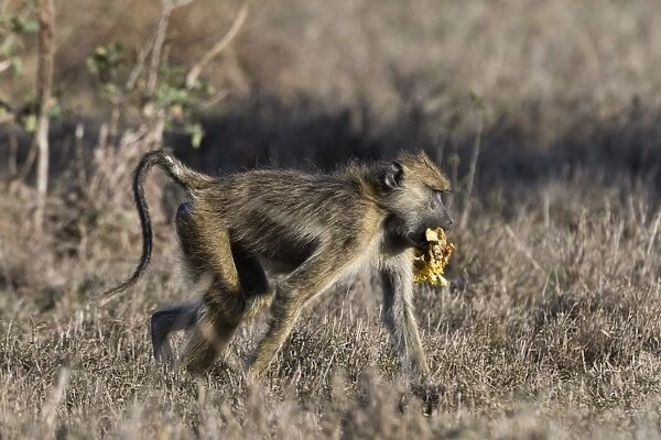 A yellow baboon (Papio hamadryas cynocephalus) walking with some food in its mouth