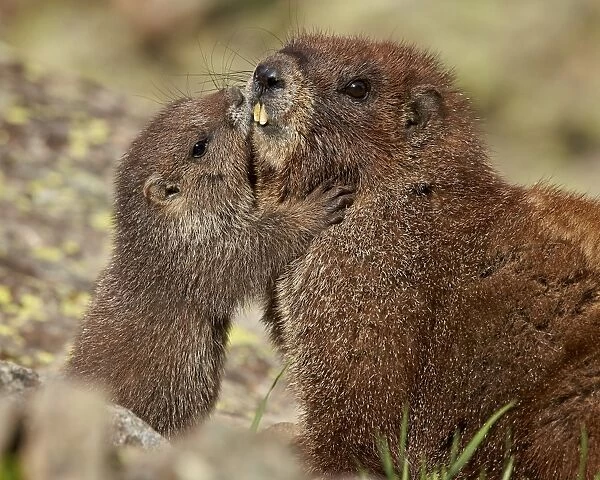 Yellow-bellied marmot (yellowbelly marmot) (Marmota flaviventris) young and adult, San Juan National Forest, Colorado, United States of America, North America