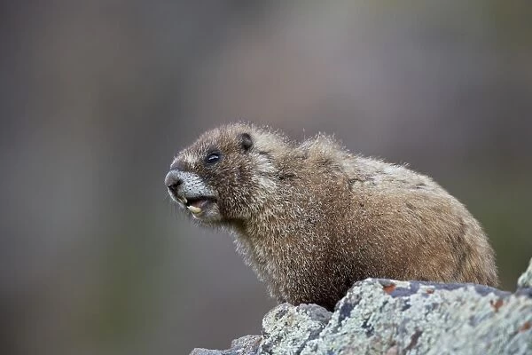 Yellow-bellied marmot (yellowbelly marmot) (Marmota flaviventris) calling, San Juan National Forest