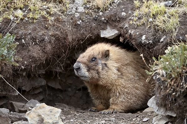 Yellow-bellied marmot (yellowbelly marmot) (Marmota flaviventris) at a burrow entrance, San Juan National Forest, Colorado, United States of America, North America