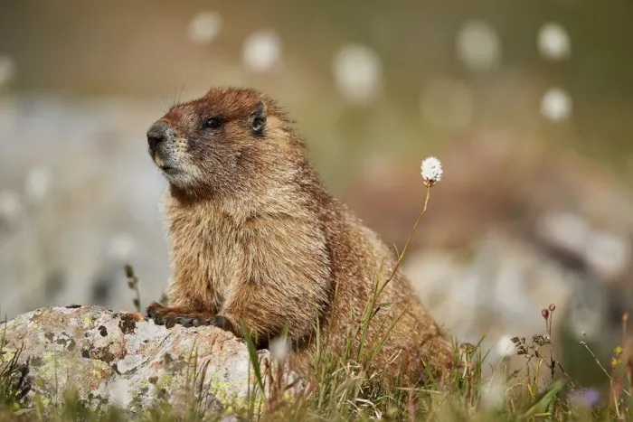 Framed Print : Yellow-bellied marmot (yellowbelly marmot) (Marmota flaviventris) among bistort Framed Print : Yellow-bellied marmot (yellowbelly marmot) (Marmota flaviventris) among bistort