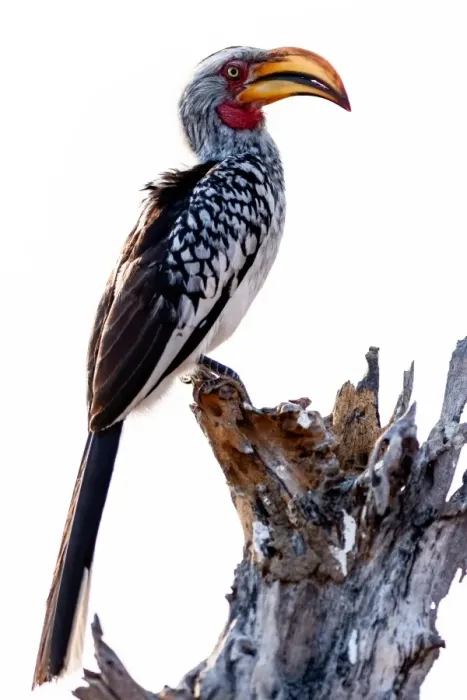 Framed Print : Yellow billed hornbill, Botswana, Africa Framed Print : Yellow billed hornbill, Botswana, Africa