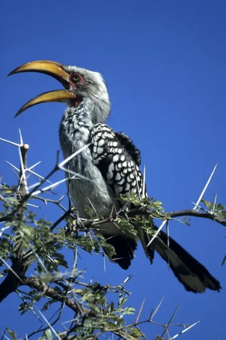 Framed Print : Yellow billed hornbill (Tockus flavirostris) Framed Print : Yellow billed hornbill (Tockus flavirostris)