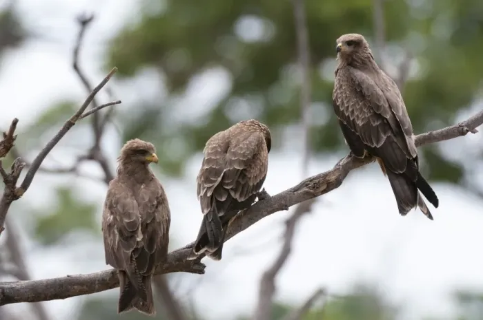 Framed Print : Yellow-billed kite (Milvus parasitus) and black kite (Milvus migrans) perching on a tree, Khwai Concession Area, Okavango Delta, Botswana, Africa Framed Print : Yellow-billed kite (Milvus parasitus) and black kite (Milvus migrans) perching on a tree, Khwai Concession Area, Okavango Delta, Botswana, Africa