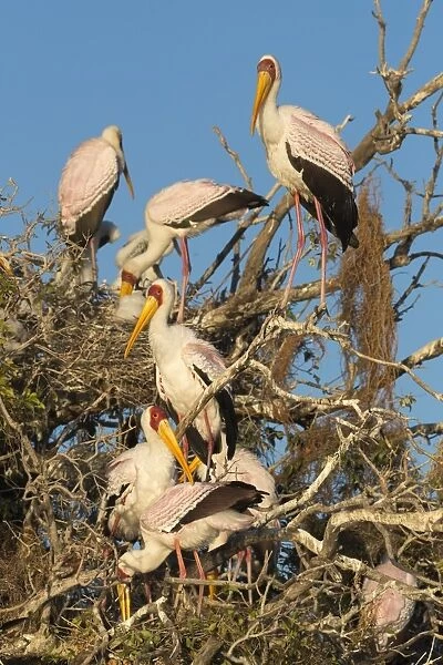 Yellow-billed stork (Mycteria ibis) at nesting colony, Chobe River, Botswana, Africa