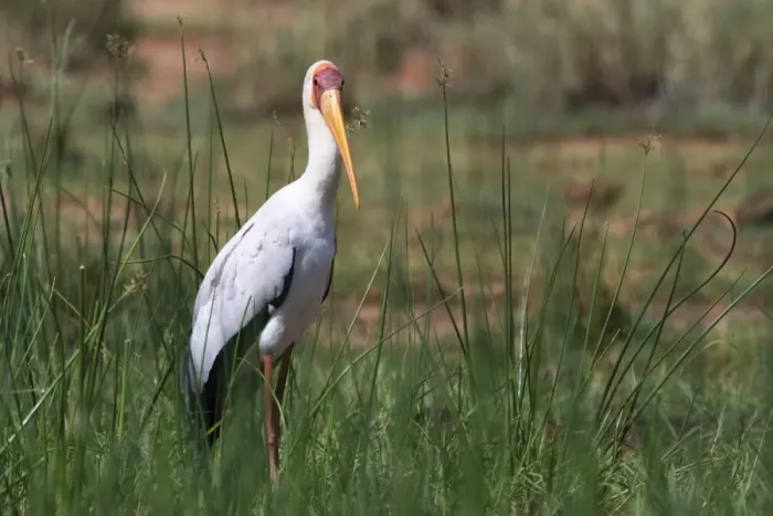 Framed Print : A yellow-billed stork (Mycteria ibis), Tsavo, Kenya, East Africa, Africa Framed Print : A yellow-billed stork (Mycteria ibis), Tsavo, Kenya, East Africa, Africa