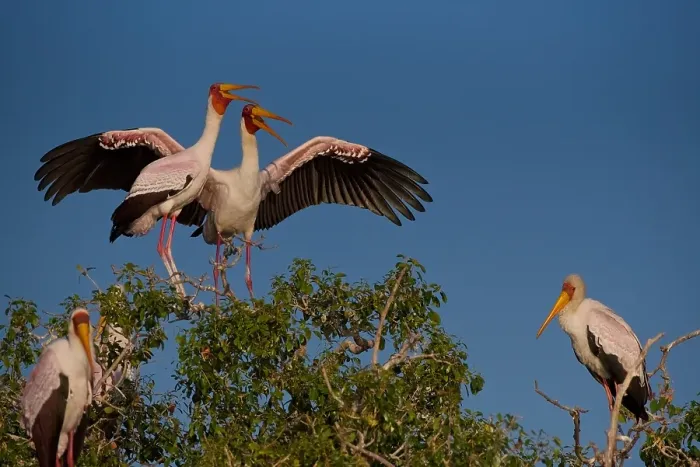 Framed Print : Yellow-billed stork (Mycteria ibis), mating pair at nest site, Chobe River, Botswana Framed Print : Yellow-billed stork (Mycteria ibis), mating pair at nest site, Chobe River, Botswana