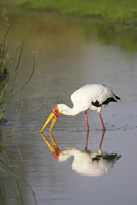 Framed Print : Yellow-billed stork (Mycteria ibis) fishing Framed Print : Yellow-billed stork (Mycteria ibis) fishing