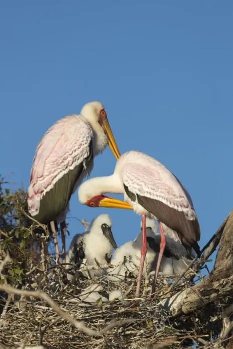 Framed Print : Yellow-billed stork (Mycteria ibis) on nest, Chobe River, Botswana, Africa Framed Print : Yellow-billed stork (Mycteria ibis) on nest, Chobe River, Botswana, Africa