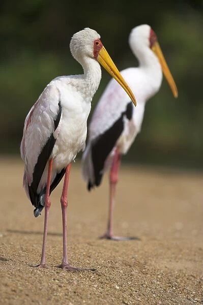 Yellow-billed storks (Mycteria ibis)