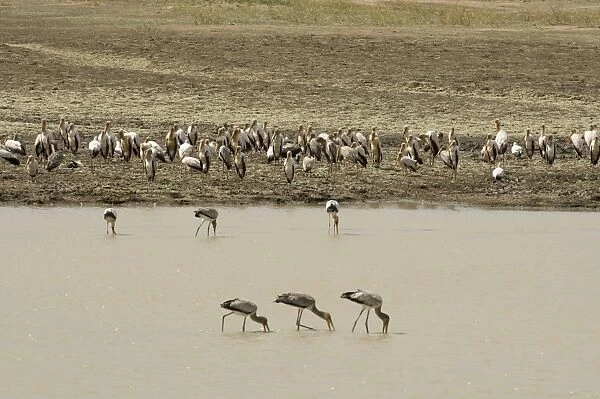 Yellow-billed storks (Mycteria ibis), Luangwa River, South Luangwa National Park