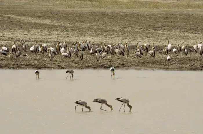 Framed Print : Yellow-billed storks (Mycteria ibis), Luangwa River, South Luangwa National Park Framed Print : Yellow-billed storks (Mycteria ibis), Luangwa River, South Luangwa National Park