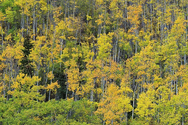 Yellow birch trees in autumn, near Chickaloon, Alaska, United States of America, North America