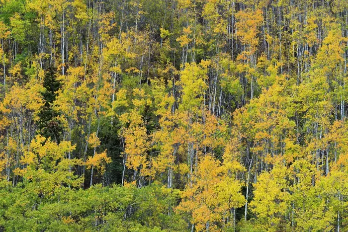 Framed Print : Yellow birch trees in autumn, near Chickaloon, Alaska, United States of America, North America Framed Print : Yellow birch trees in autumn, near Chickaloon, Alaska, United States of America, North America