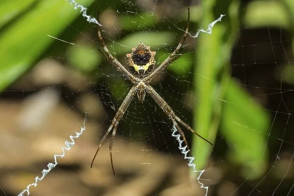 Yellow & black garden spider (Argiope Aurentia) with normal zigzag stabilimentia on web;Nosara, Guanacaste Province, Costa Rica, Central America