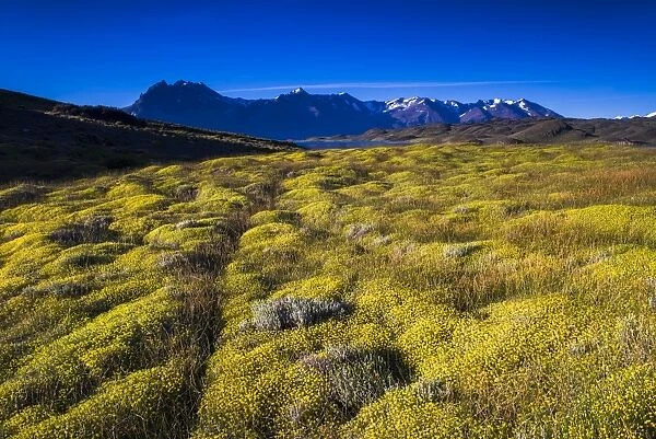 Yellow bush at Belgrano Lake (Lago Belgrano), Perito Moreno National Park, Santa Cruz Province