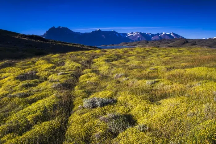 Framed Print : Yellow bush at Belgrano Lake (Lago Belgrano), Perito Moreno National Park, Santa Cruz Province