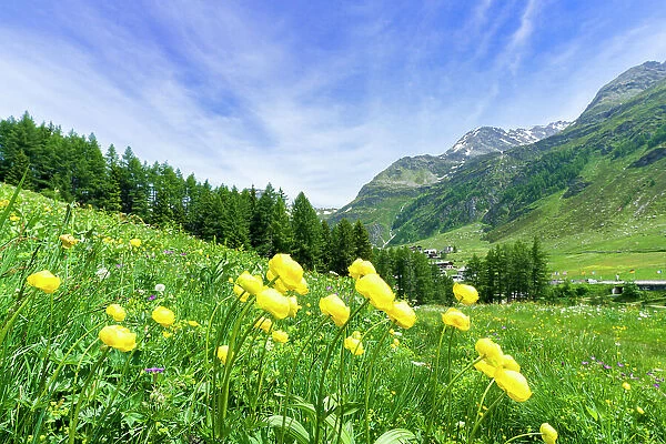 Yellow buttercup flowers in bloom, Madesimo, Valle Spluga, Valtellina, Lombardy, Italy, Europe