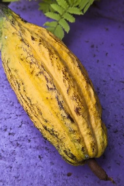 Yellow cacao pod against a blue background