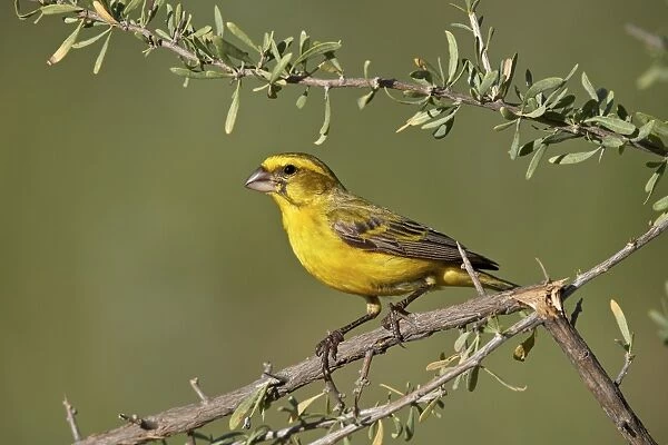 Yellow canary (Crithagra flaviventris), male, Kgalagadi Transfrontier Park, South Africa
