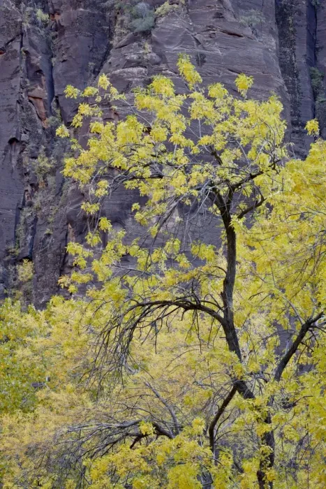 Framed Print : Yellow cottonwood in the fall, Zion National Park, Utah, United States of America