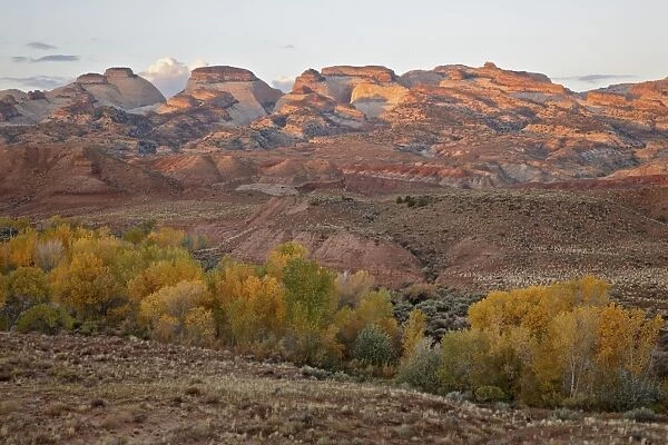 Yellow cottonwoods and sandstone formations in the fall, Capitol Reef National Park, Utah, United States of America, North America