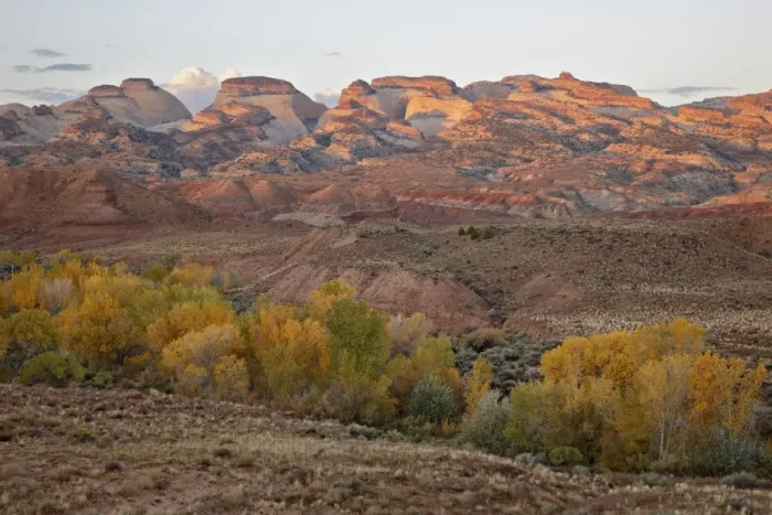 Framed Print : Yellow cottonwoods and sandstone formations in the fall, Capitol Reef National Park, Utah, United States of America, North America Framed Print : Yellow cottonwoods and sandstone formations in the fall, Capitol Reef National Park, Utah, United States of America, North America