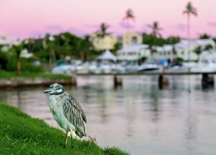 Framed Print : Yellow Crowned Night Heron (Nyctanassa Violacea), wading bird of the Americas that feeds on crustacea, Bermuda, Atlantic Framed Print : Yellow Crowned Night Heron (Nyctanassa Violacea), wading bird of the Americas that feeds on crustacea, Bermuda, Atlantic