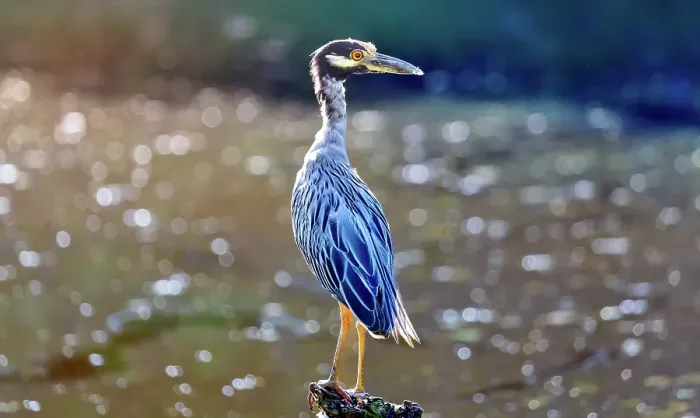 Framed Print : Yellow Crowned Night Heron (Nyctanassa Violacea), wading bird of the Americas that feeds on crustacea, Bermuda, Atlantic