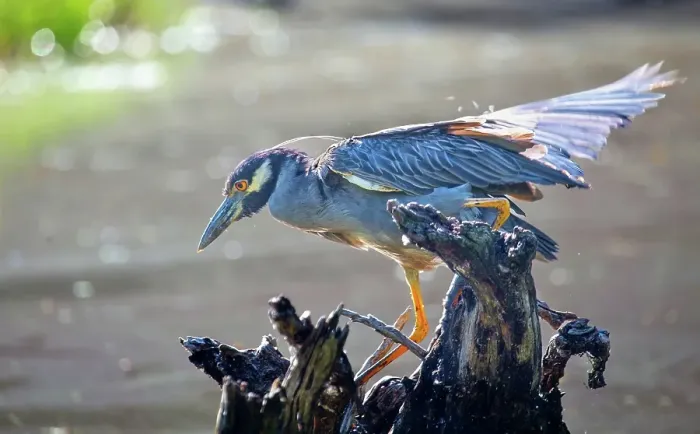 Framed Print : Yellow Crowned Night Heron (Nyctanassa Violacea), wading bird of the Americas that feeds on crustacea, Bermuda, Atlantic Framed Print : Yellow Crowned Night Heron (Nyctanassa Violacea), wading bird of the Americas that feeds on crustacea, Bermuda, Atlantic