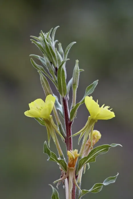 Framed Print : Yellow evening primrose (Oenothera villosa), Waterton Lakes National Park, Alberta, Canada, North America Framed Print : Yellow evening primrose (Oenothera villosa), Waterton Lakes National Park, Alberta, Canada, North America