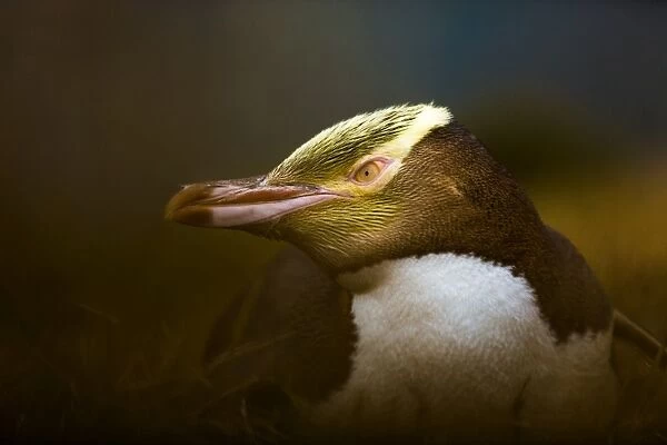 Yellow-eyed penguin (Megadyptes antipodes), Moeraki, South Island, New Zealand, Pacific