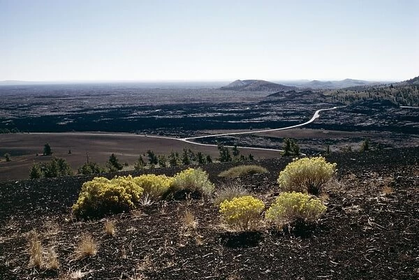 Yellow flowering plants and loop road seen from Inferno cone