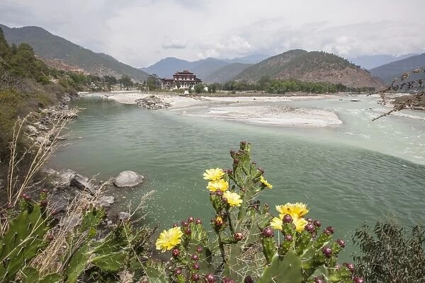 Yellow flowers bloom on the banks of the River Pho Chhu which crosses the city of Punakha