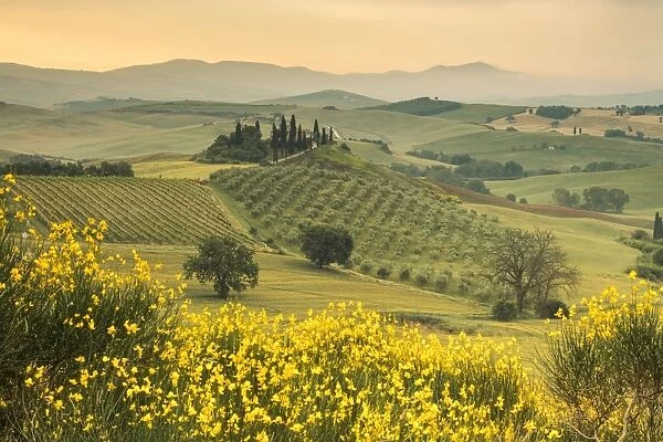 Yellow flowers frame the gentle green hills of Val d Orcia at dawn, UNESCO World Heritage Site