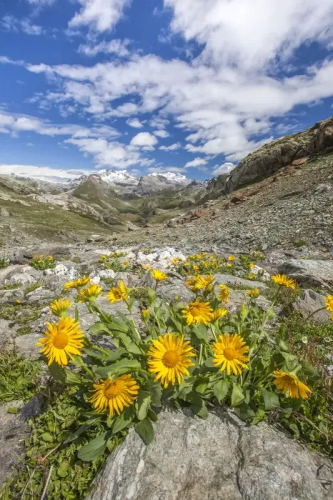 Framed Print : Yellow flowers frame the landscape around Lake Grevasalvas, Engadine, Canton of Grisons Framed Print : Yellow flowers frame the landscape around Lake Grevasalvas, Engadine, Canton of Grisons