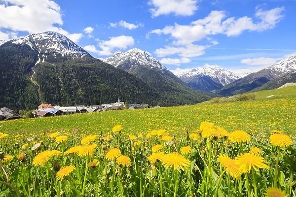 Yellow flowers framed by snowy peaks around the village of Guarda, Inn District, Engadine