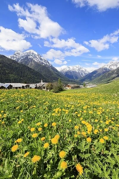 Yellow flowers framed by snowy peaks around the village of Guarda, Inn District, Engadine
