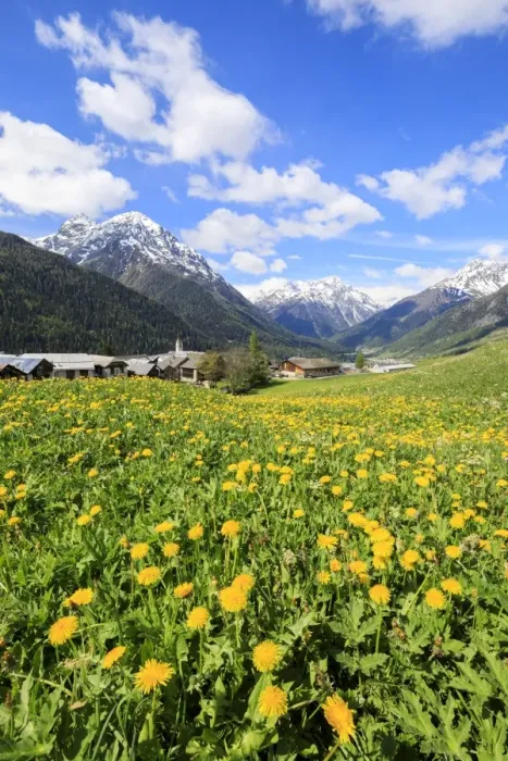 Framed Print : Yellow flowers framed by snowy peaks around the village of Guarda, Inn District, Engadine Framed Print : Yellow flowers framed by snowy peaks around the village of Guarda, Inn District, Engadine