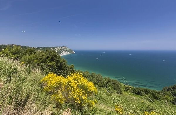 Yellow flowers on the promontory overlooking the turquoise sea, Province of Ancona
