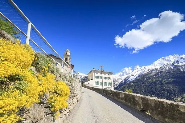 Yellow flowers and snowy peaks on the roadway to Soglio, Maloja, Bregaglia Valley