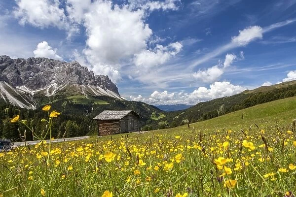 Yellow flowers in spring in the Funes Valley in the Dolomites, South Tyrol, Italy, Europe