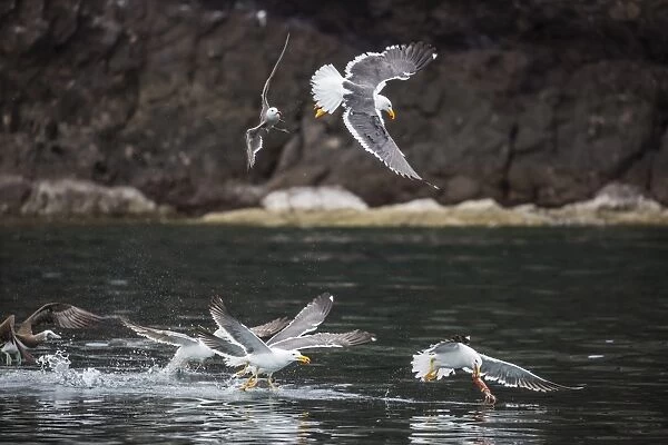 Yellow-footed gulls (Larus livens) and Heermanns gulls (Larus heermanni) fight for