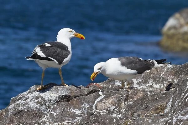 Yellow-footed gulls (Larus livens), Gulf of California (Sea of Cortez), Baja California Sur, Mexico, North America